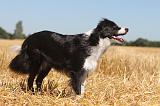 BORDER COLLIE 125
